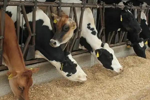 牛为什么会一块一块的掉毛,可能是寄生虫、缺少营养、喂食不足等因素引起