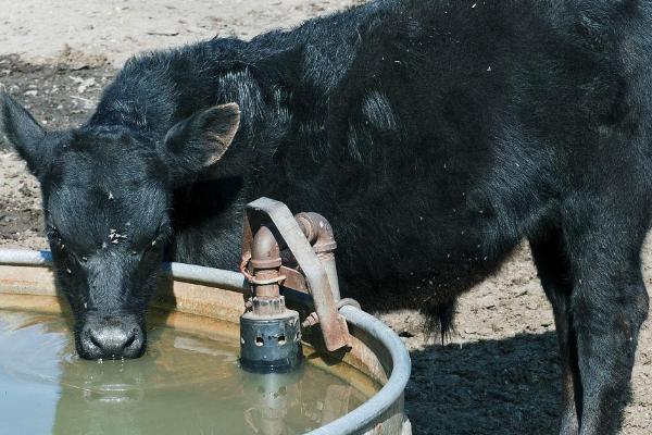 牛为什么会一块一块的掉毛,可能是寄生虫、缺少营养、喂食不足等因素引起