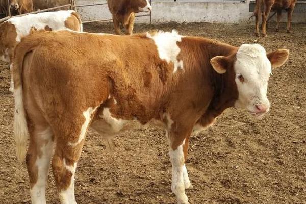 牛为什么会一块一块的掉毛,可能是寄生虫、缺少营养、喂食不足等因素引起