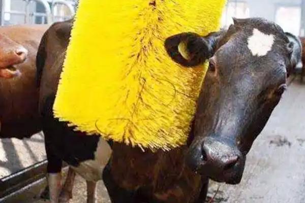 牛为什么会一块一块的掉毛,可能是寄生虫、缺少营养、喂食不足等因素引起