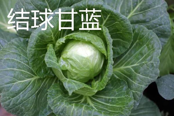 蔬菜怎么存储,洗干净用保鲜膜密封好保存在冰箱即可