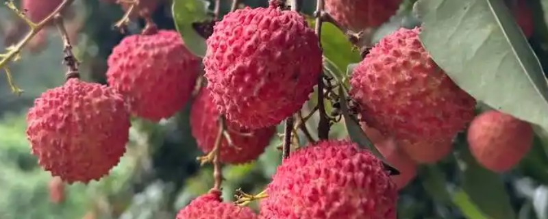 荔枝在几月份成熟，六到七月份成熟