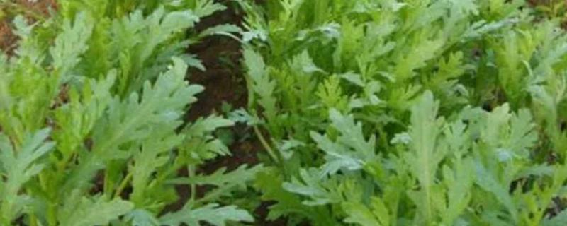 怎么施肥才能增加茼蒿的产量，每次收获后都要追施一次肥料