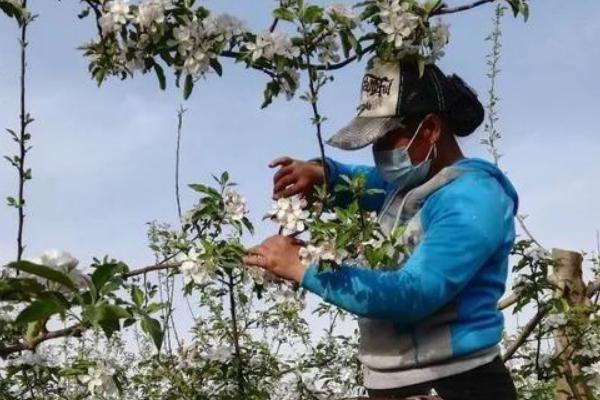 苹果树花期的管理要点，开花前做好花粉的采集工作