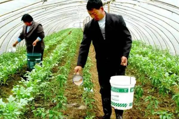磷肥大量施用的影响，会使土壤的理化性质恶化