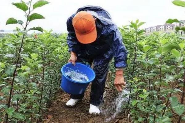 磷肥大量施用的影响，会使土壤的理化性质恶化