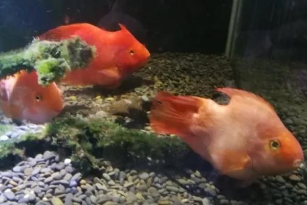 鹦鹉鱼几天喂食一次，幼鱼可以选择每日喂食1-2次