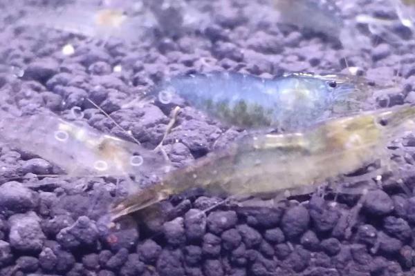 黑壳虾抱卵后过多长时间会孵化，从抱卵到小虾出生需要15-20天