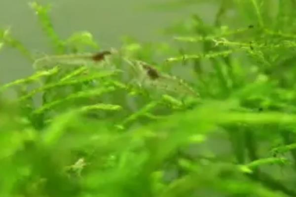 黑壳虾抱卵后过多长时间会孵化，从抱卵到小虾出生需要15-20天