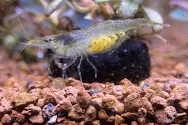 黑壳虾抱卵后过多长时间会孵化，从抱卵到小虾出生需要15-20天