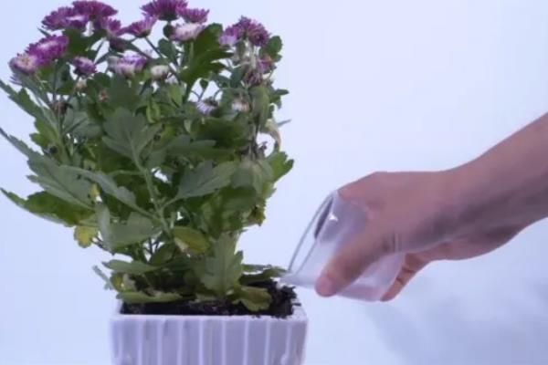 邹菊和雏菊的区别是什么，两者基本上是没有区别的