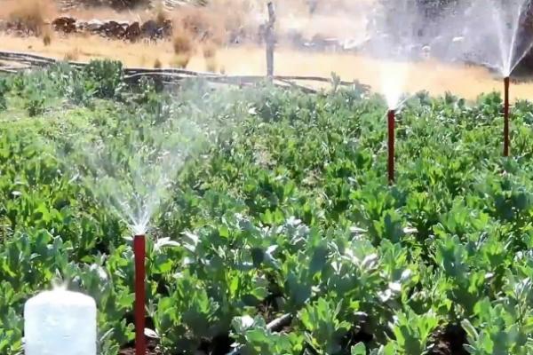 怎么施肥才能增加茼蒿的产量,每次收获后都要追施一次肥料