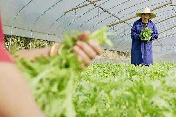 怎么施肥才能增加茼蒿的产量,每次收获后都要追施一次肥料