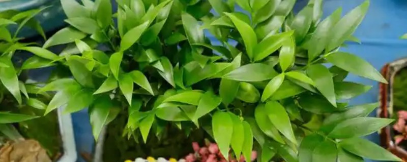 竹柏叶子尖发枯的原因，可能是光照过强或过多所致