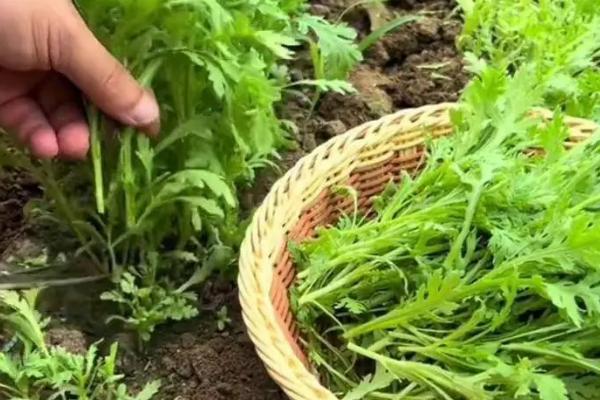 怎么施肥才能增加茼蒿的产量,每次收获后都要追施一次肥料