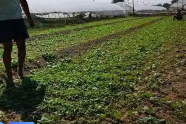 怎么施肥才能增加茼蒿的产量,每次收获后都要追施一次肥料