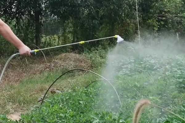 怎么施肥才能增加茼蒿的产量,每次收获后都要追施一次肥料