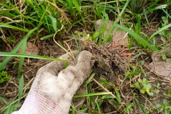 怎么施肥才能增加茼蒿的产量,每次收获后都要追施一次肥料