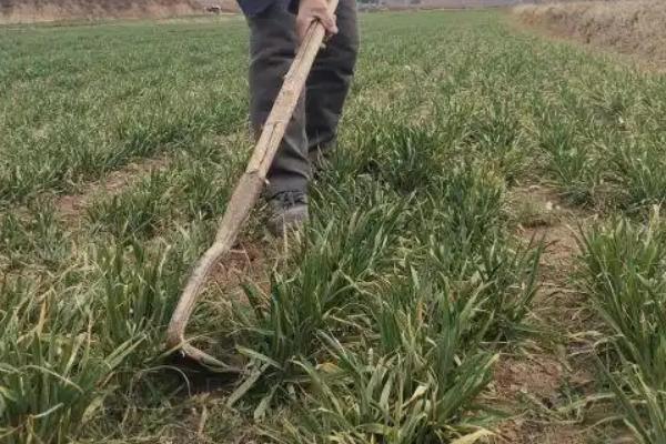 小麦出苗不齐如何解决，出苗初期要补种相同的品种
