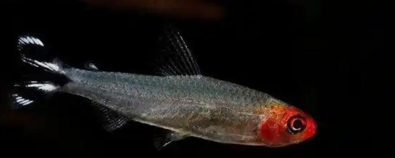 红鼻剪刀鱼吃什么，幼年阶段需投喂丰年虾、红虫等