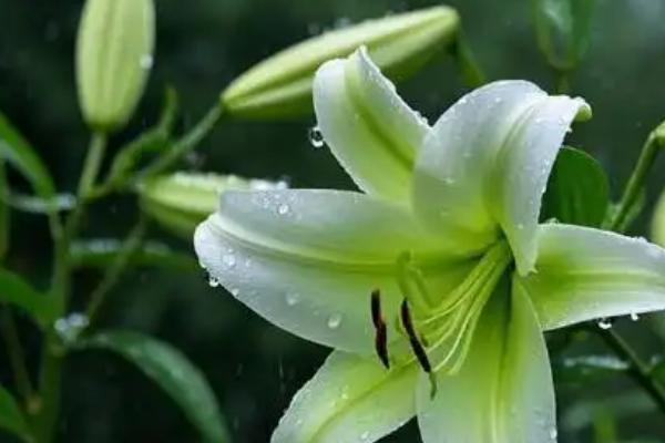 百合花叶子发黄怎么处理，可通风降温、合理施肥等