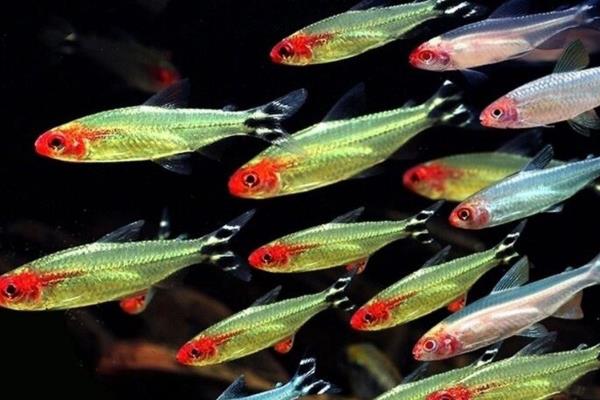 红鼻剪刀鱼吃什么，幼年阶段需投喂丰年虾、红虫等