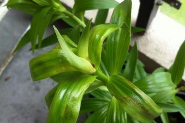 百合花叶子发黄怎么处理，可通风降温、合理施肥等