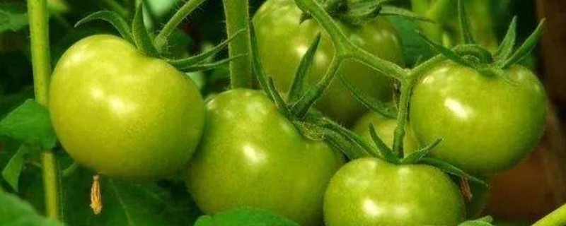 冬季预防番茄青皮的方法，增施生物有机肥是重要举措
