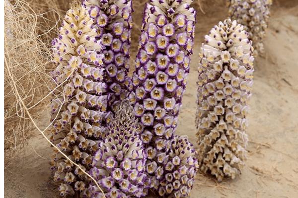 酒苁蓉能不能取代肉苁蓉，不可取代