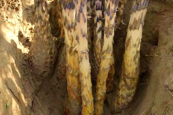 酒苁蓉能不能取代肉苁蓉，不可取代