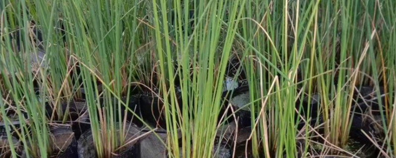 能否用塑料盒养殖水葱，养殖期间每隔2天换一次水