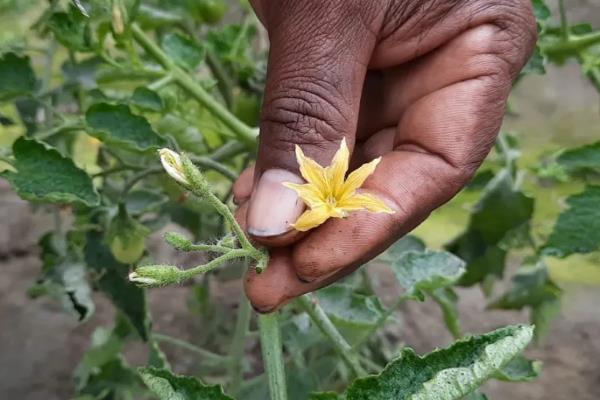 冬季预防番茄青皮的方法，增施生物有机肥是重要举措