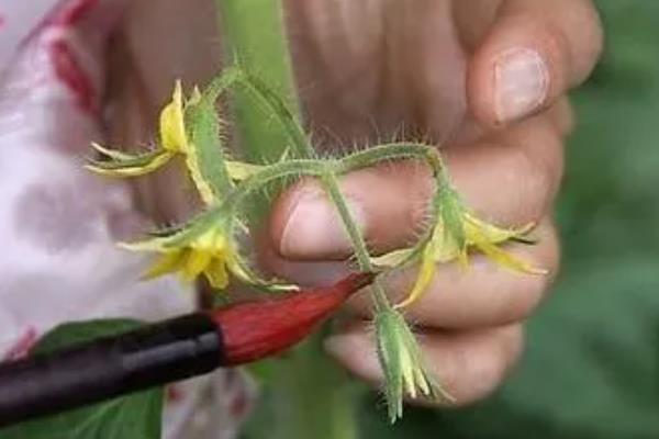 冬季预防番茄青皮的方法，增施生物有机肥是重要举措