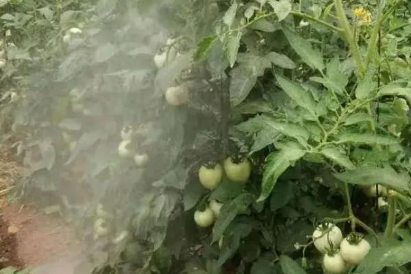 冬季预防番茄青皮的方法，增施生物有机肥是重要举措