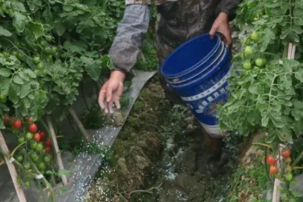 冬季预防番茄青皮的方法，增施生物有机肥是重要举措