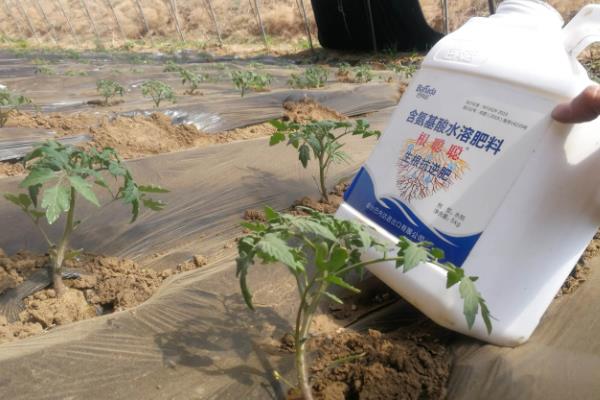 冬季预防番茄青皮的方法，增施生物有机肥是重要举措