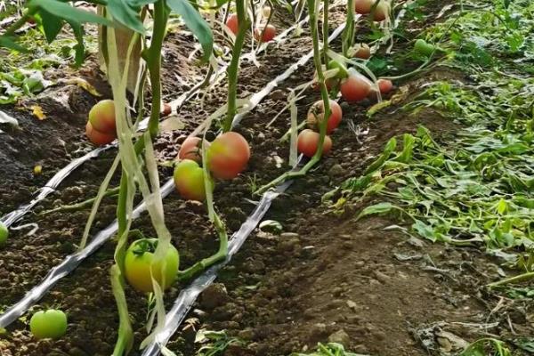 冬季预防番茄青皮的方法，增施生物有机肥是重要举措