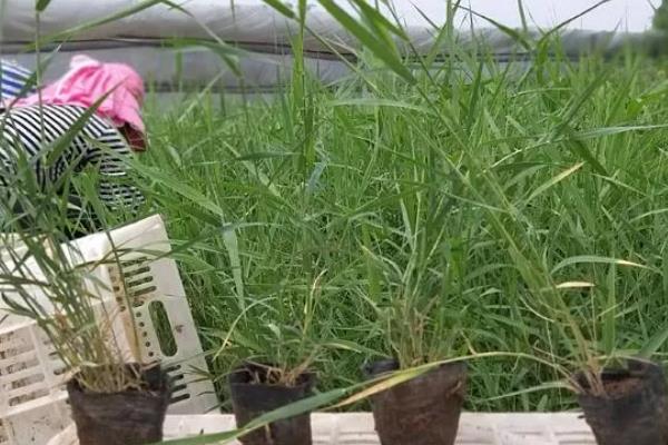 能否用塑料盒养殖水葱，养殖期间每隔2天换一次水