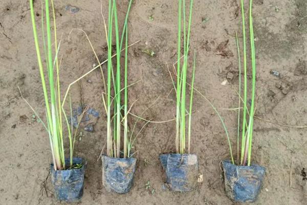 能否用塑料盒养殖水葱，养殖期间每隔2天换一次水