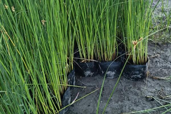 能否用塑料盒养殖水葱，养殖期间每隔2天换一次水