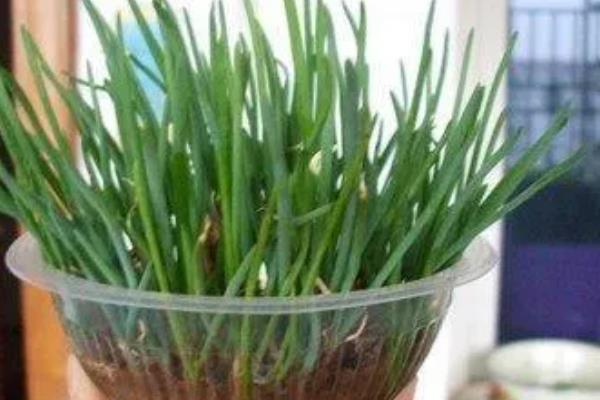 能否用塑料盒养殖水葱，养殖期间每隔2天换一次水