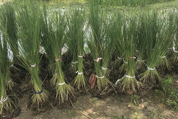 能否用塑料盒养殖水葱，养殖期间每隔2天换一次水