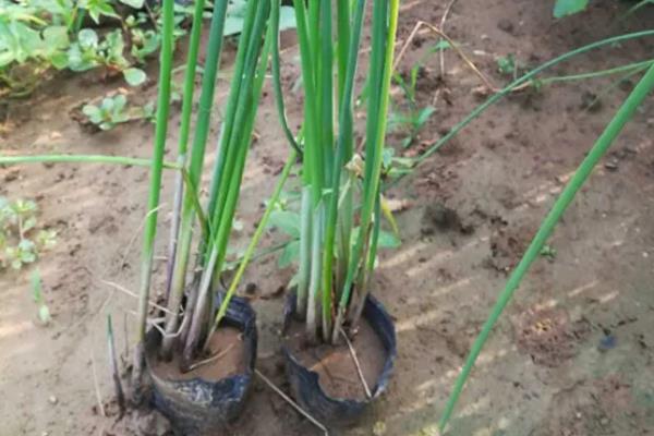 能否用塑料盒养殖水葱，养殖期间每隔2天换一次水