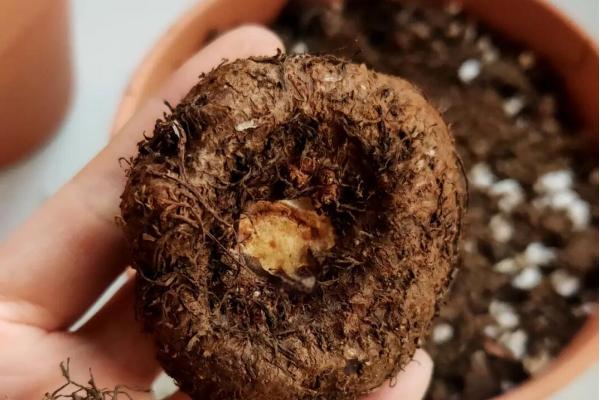 球根海棠的存活时间，属于多年生植物没有具体的生长期限