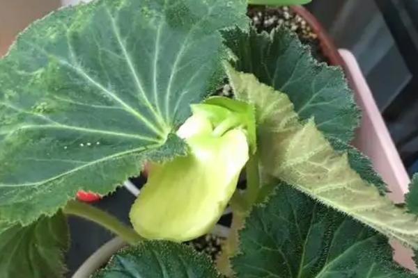 球根海棠的存活时间，属于多年生植物没有具体的生长期限