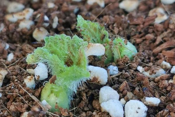 球根海棠的存活时间，属于多年生植物没有具体的生长期限