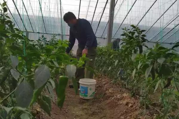 大棚蔬菜为什么会出现肥害，主要是施肥过多、施肥方法不当等原因引起