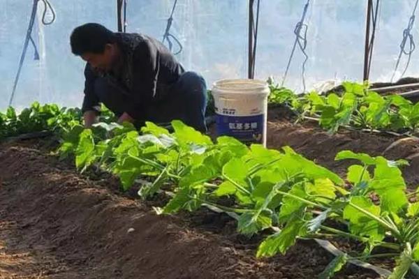 大棚蔬菜为什么会出现肥害，主要是施肥过多、施肥方法不当等原因引起