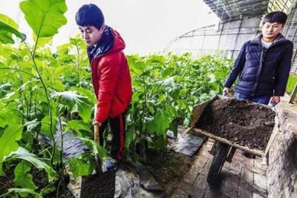 大棚蔬菜为什么会出现肥害，主要是施肥过多、施肥方法不当等原因引起