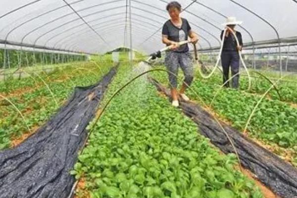 大棚蔬菜为什么会出现肥害，主要是施肥过多、施肥方法不当等原因引起